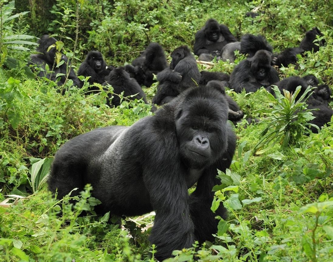 How Gorilla Families are Allocated in Uganda - Discovery Slayers Uganda