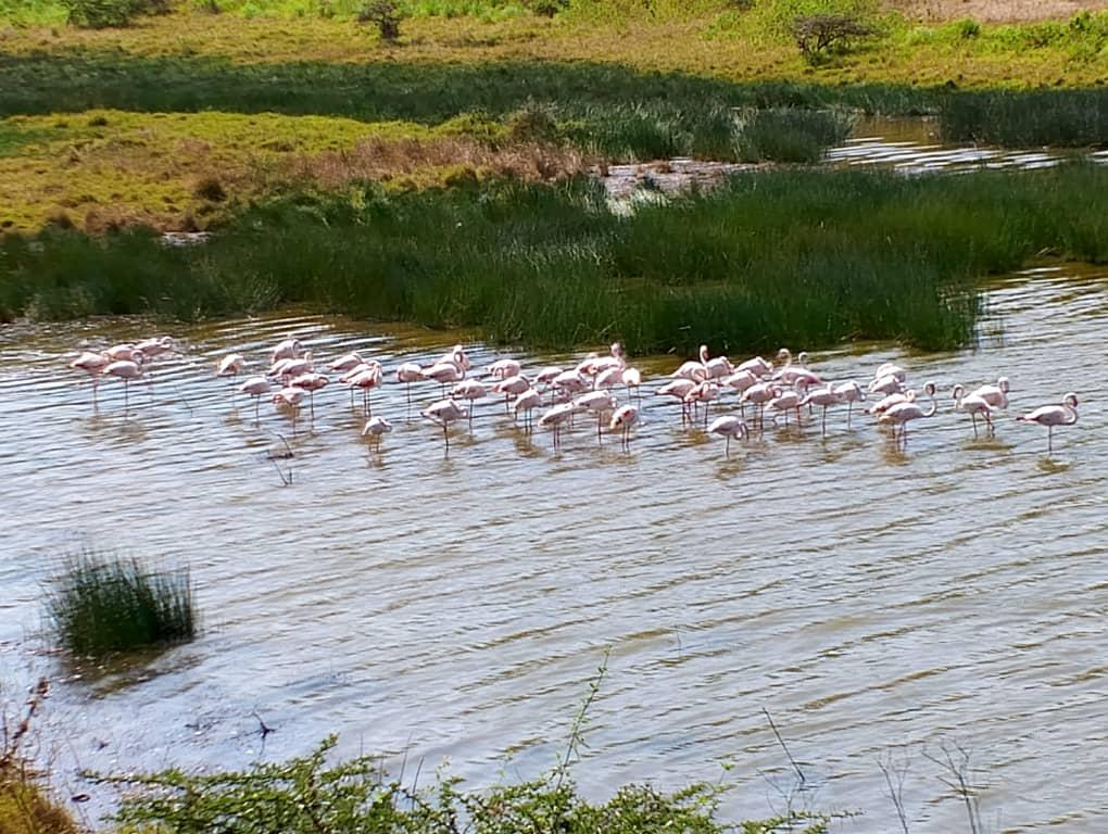 12 Days Kenya and Tanzania Ultimate Safari - Discovery Slayers Uganda