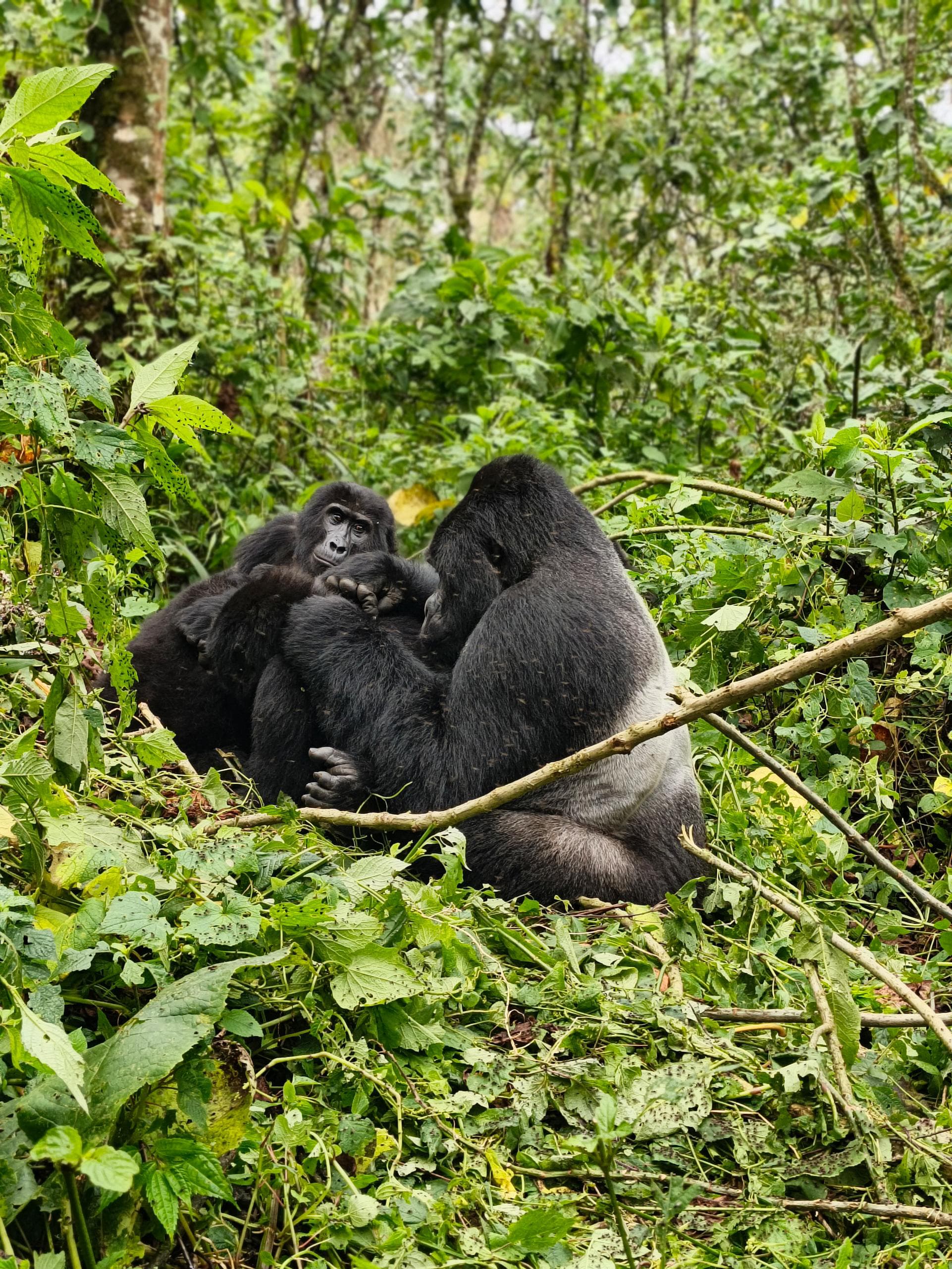 Ultimate Guide to Gorilla Trekking in Uganda: Everything You Need to Know - Discovery Slayers Uganda