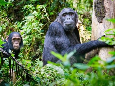 Gorilla Trekking Permits in Uganda: How to Secure Your permits and What to Know - Discovery Slayers Uganda