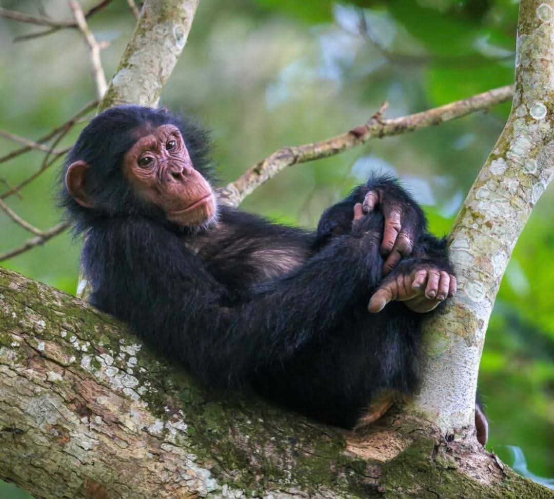 Mgahinga Gorilla National Park: A Hidden Gem for Gorilla Trekking in Uganda - Discovery Slayers Uganda