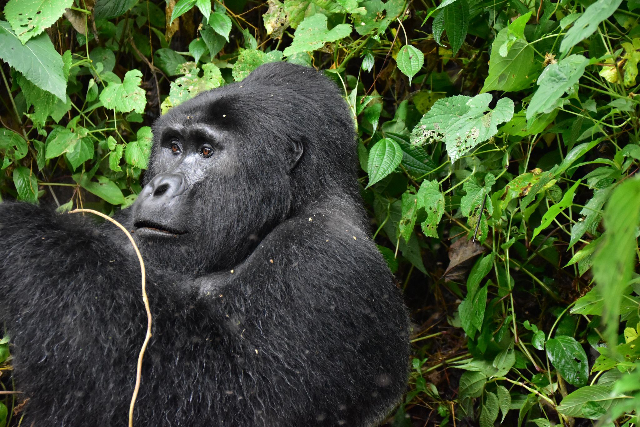 Gorilla Trekking vs. Chimpanzee Trekking in Uganda: Which Safari Experience is Right for You? - Discovery Slayers Uganda