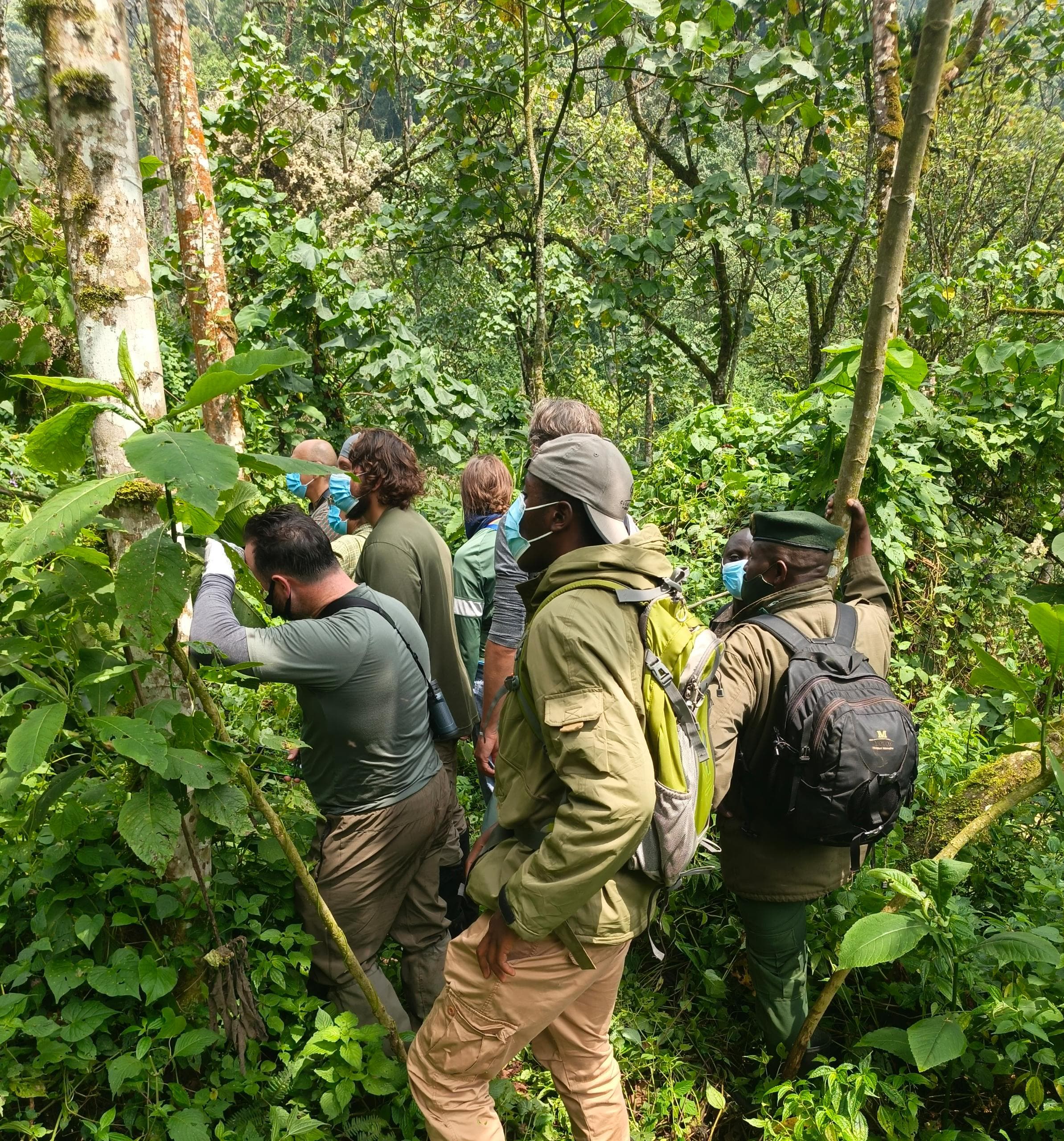 Conservation Efforts in Uganda's Gorilla Habitats: Protecting Mountain Gorillas for Future Generations - Discovery Slayers Uganda