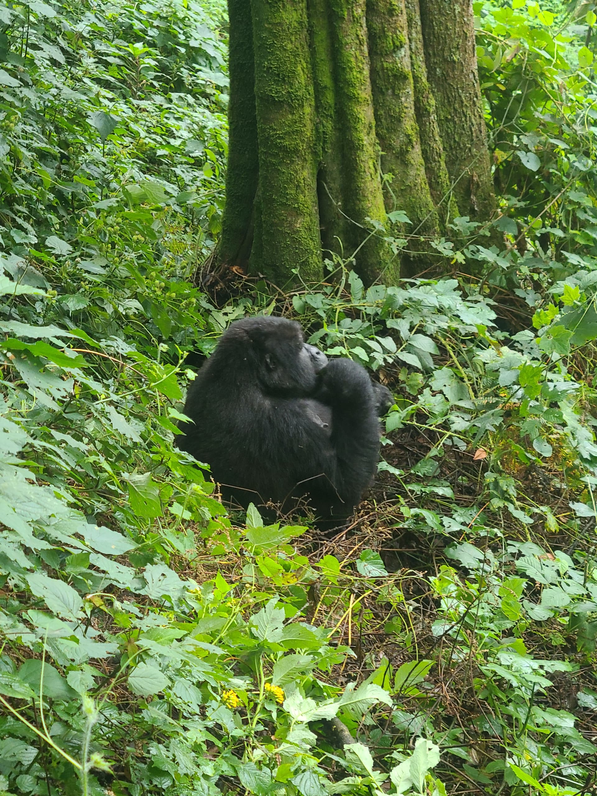 Luxury Gorilla Trekking Safaris in Uganda: Indulge in Premium Wildlife Experiences - Discovery Slayers Uganda