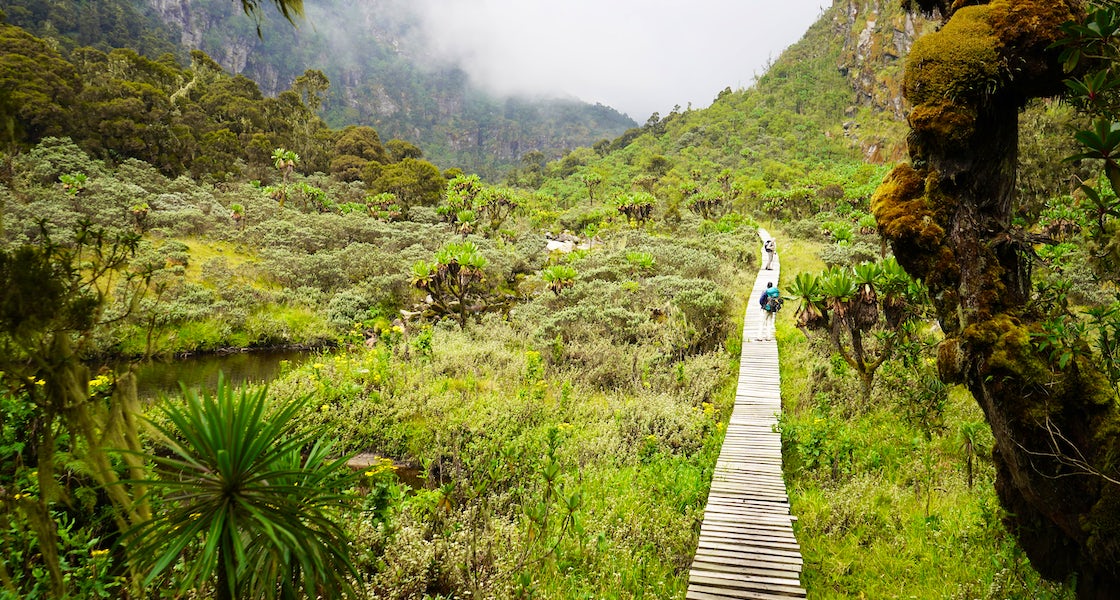 Biodiversity Hotspot: Flora and Fauna of Rwenzori National Park - Discovery Slayers Uganda