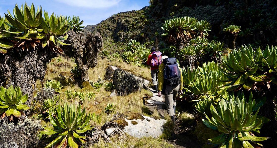 Ultimate Guide to Climbing Mount Stanley in the Rwenzori Mountains - Discovery Slayers Uganda