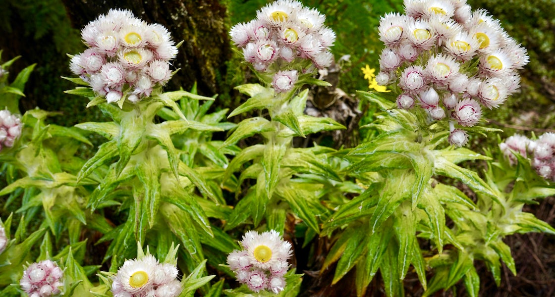 Best Trekking Routes in the Rwenzori Mountains for Every Adventurer - Discovery Slayers Uganda