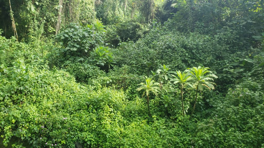 Comparing Rwenzori Mountains to Mount Kilimanjaro: Which to Climb? - Discovery Slayers Uganda