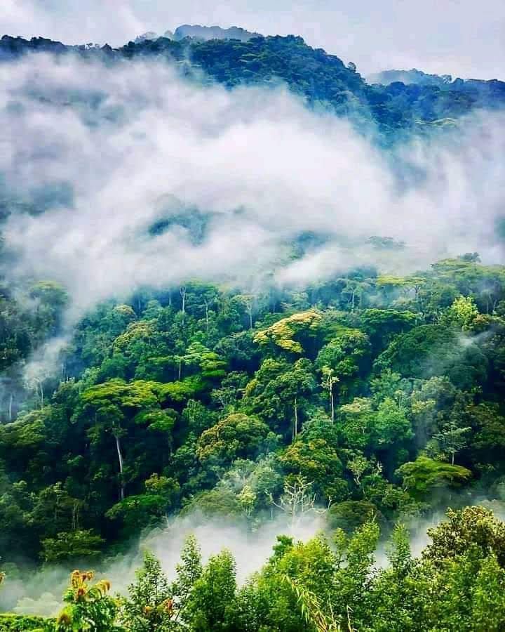 Gorilla trekking tour experience