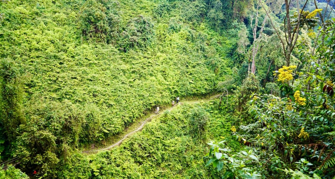 Rwenzori Central Circuit trek