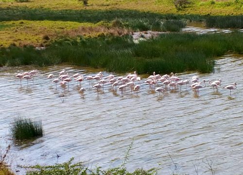 12 Days Kenya and Tanzania Ultimate Safari