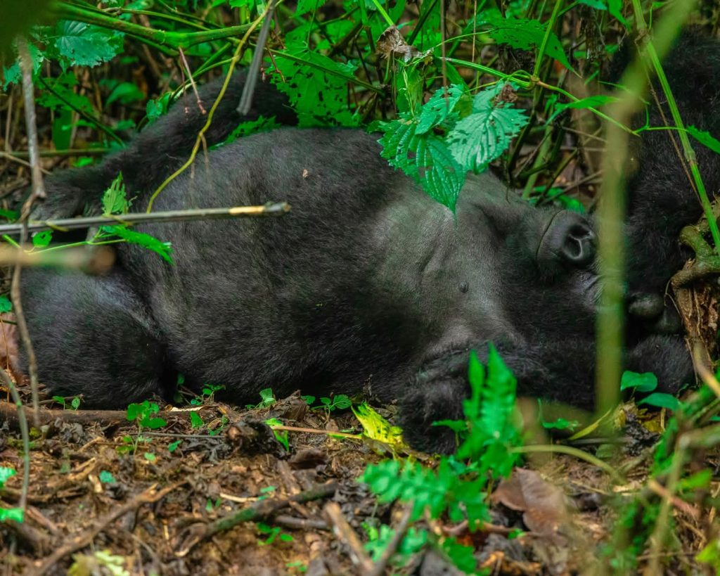 13 Day Uganda Ultimate Adventure Safari