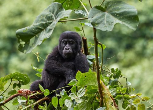 7 Days Gorillas and Wildlife Safari