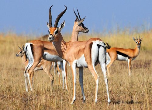 Best National Parks for Uganda Safari