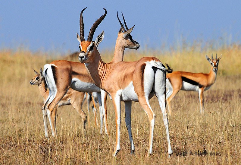 Best National Parks for Uganda Safari