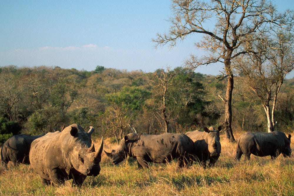 Big5 Parks to visit in Uganda