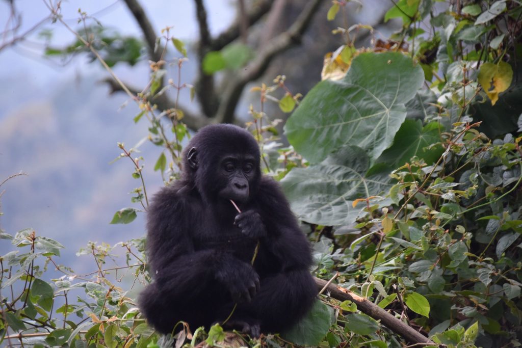 Budget Gorilla Trekking Options in Uganda: Affordable Ways to See Mountain Gorillas