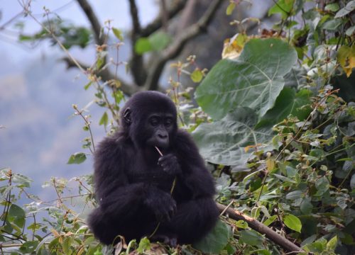Budget Gorilla Trekking Options in Uganda: Affordable Ways to See Mountain Gorillas