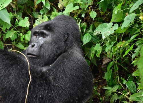 Gorilla Trekking vs. Chimpanzee Trekking in Uganda: Which Safari Experience is Right for You?