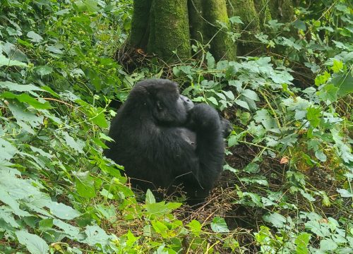 Luxury Gorilla Trekking Safaris in Uganda: Indulge in Premium Wildlife Experiences
