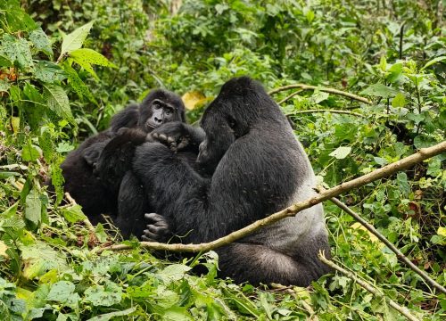 Ultimate Guide to Gorilla Trekking in Uganda: Everything You Need to Know