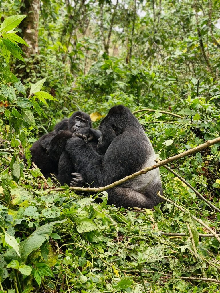 Ultimate Guide to Gorilla Trekking in Uganda: Everything You Need to Know