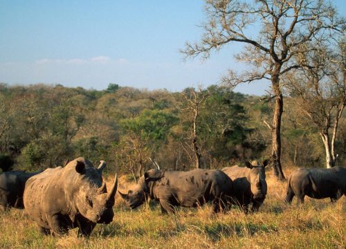 Ziwa Rhino Sanctuary Rates 2024/2025