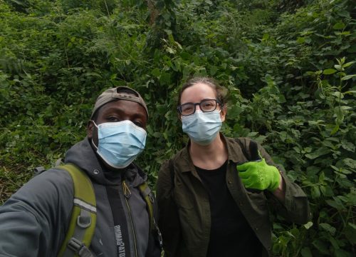 Bwindi Impenetrable Forest: The Heart of Gorilla Trekking in Uganda