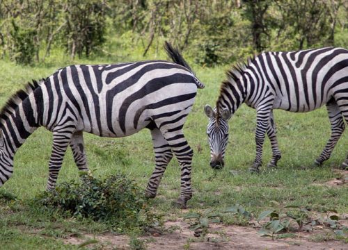 2 Days Lake Mburo National Park, Uganda