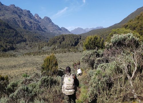 1 Days Rwenzori Forest Walk/ Nature walk tour