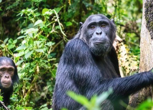 13 Days Uganda Ultimate adventure Tour