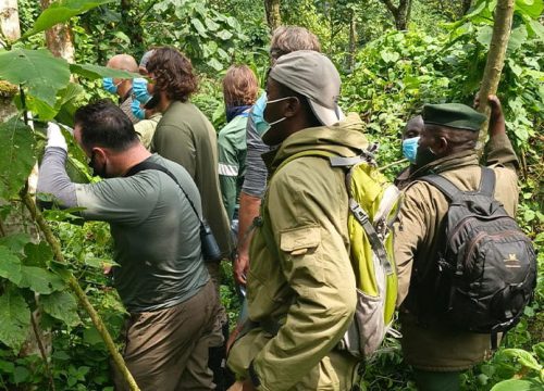 17 Days Rwenzori Mountains Trek, Gorilla Trekking & ascent to Mt Sabinyo