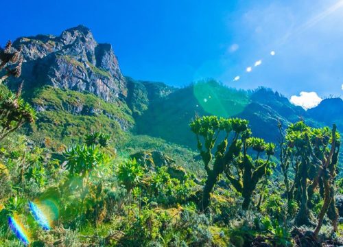 8 Days Rwenzori Mount Stanley & Mount Speke Trekking Tour