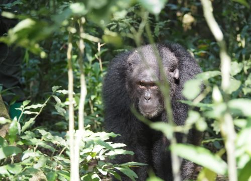 3 Days Gorilla trekking tour experience