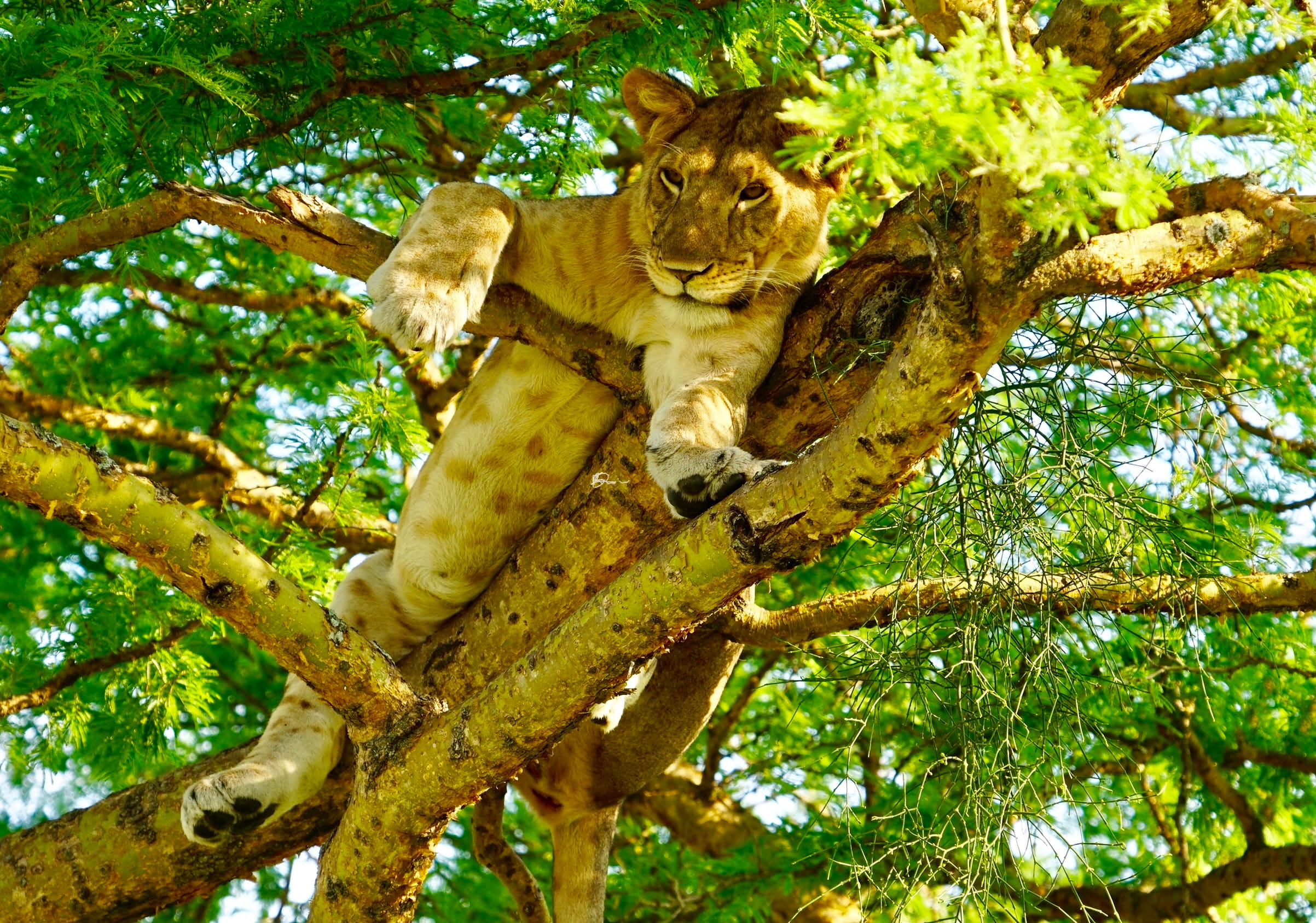 Uganda Wildlife Safaris