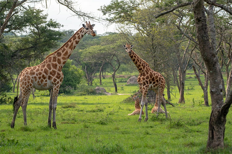Lake Mburo National Park